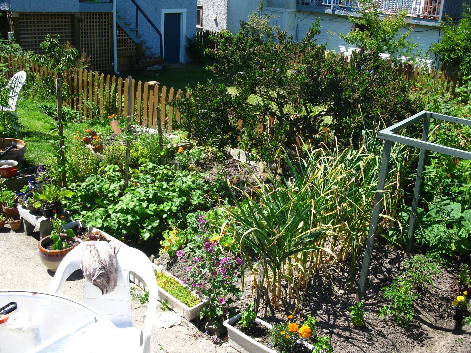 Garden: Blackberry Bush