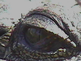 L'oeil du Croco