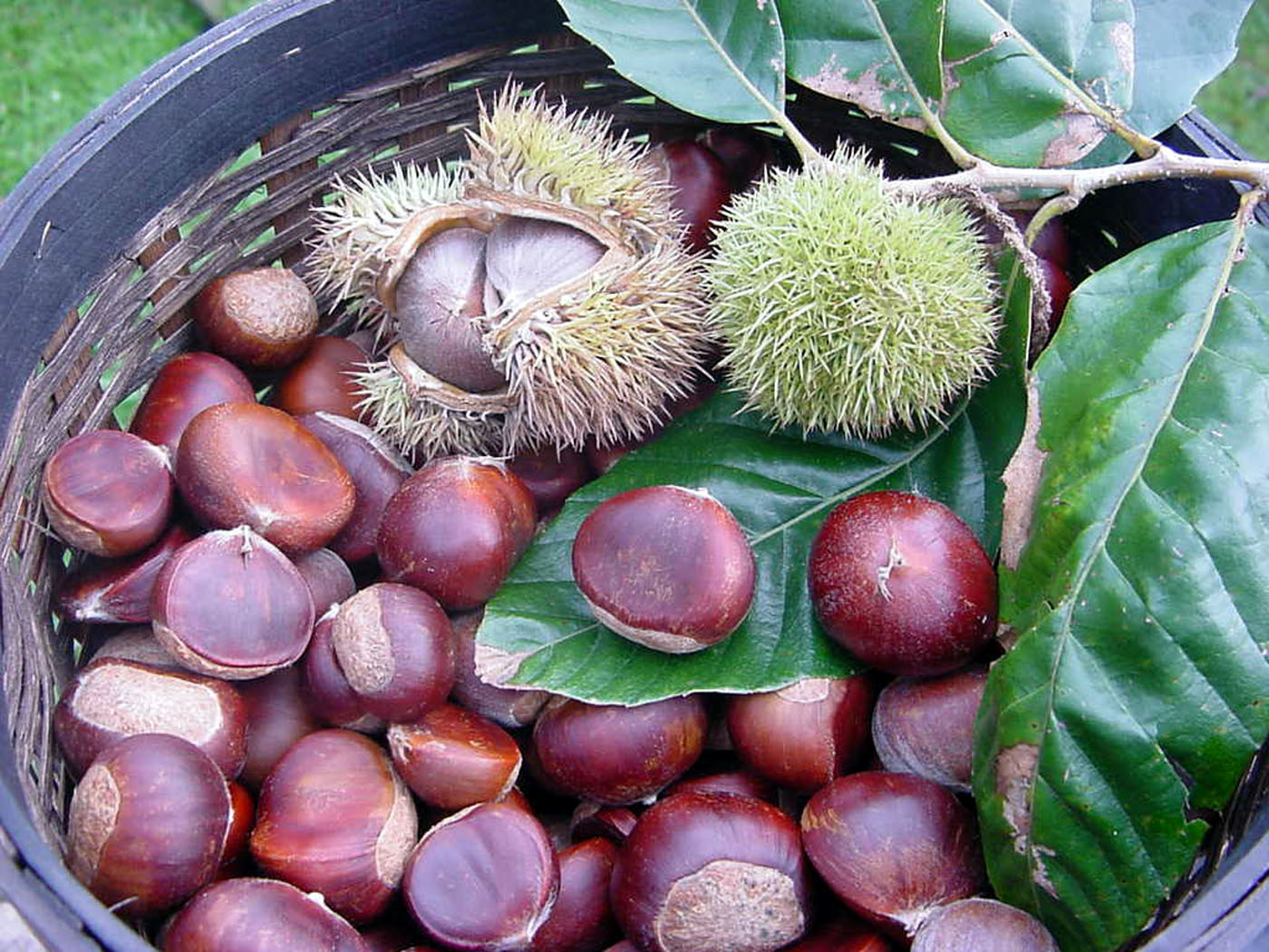 chestnuts.