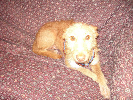 Adopta a Daroca