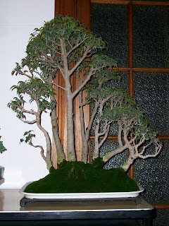 CLUB PERUANO DE BONSAI: Exposición del "CLUB PERUANO DE BONSAI"