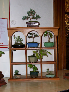 CLUB PERUANO DE BONSAI: Exposición del "CLUB PERUANO DE BONSAI"