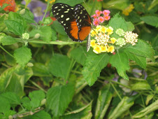 At the Butterfly Garden