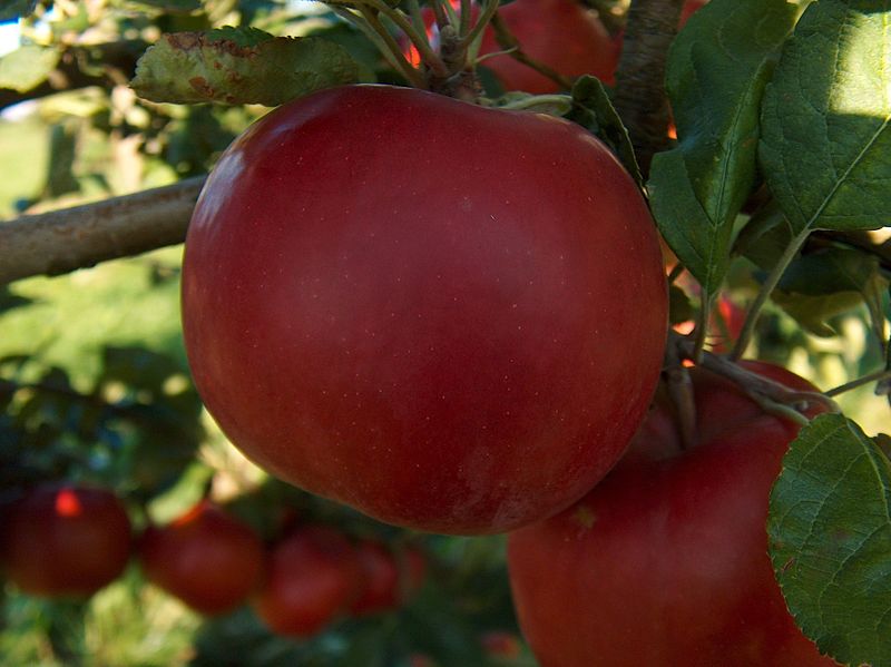 Canada's apple: The legendary McIntosh is set to disappear gradually
