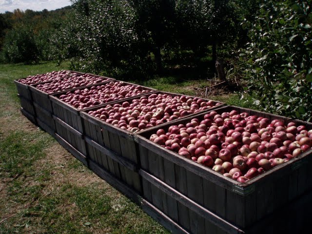 Canada's apple: The legendary McIntosh is set to disappear gradually