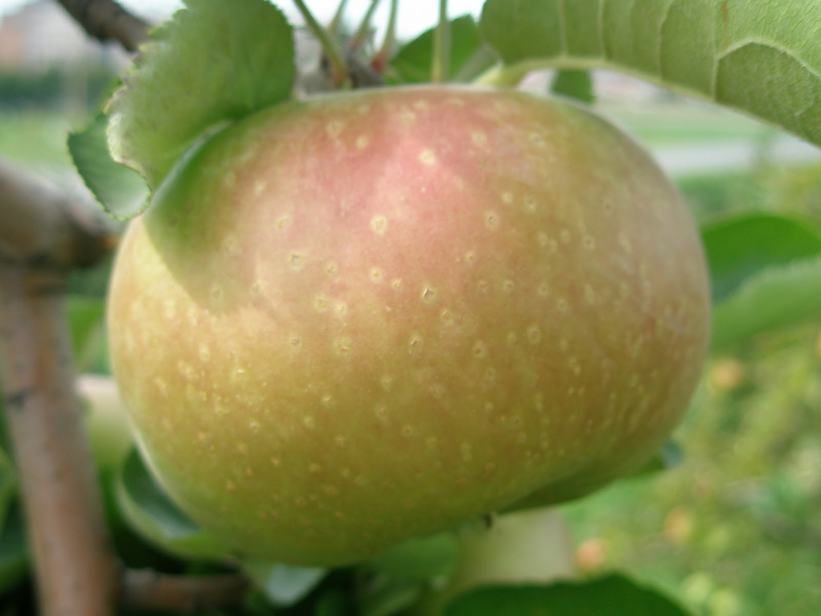 A LIFE OF APPLES Story of an Apple Baldwin