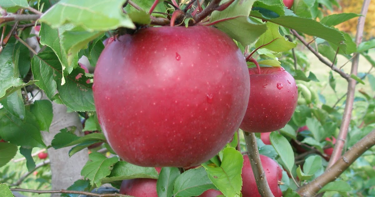 A LIFE OF APPLES Story of an Apple Rome Beauty