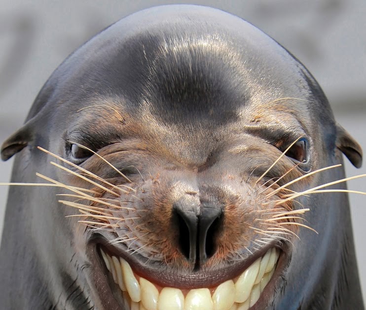 Photoshop Man Seal Teeth Whitener