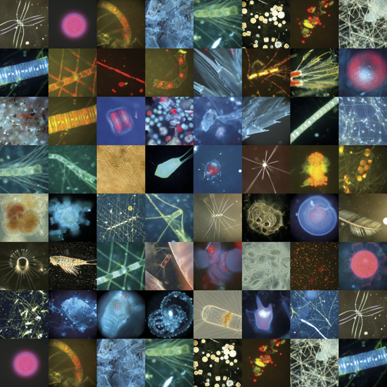 [Planktonic+Collage+by+biological+oceanographer+Mary+Wilcox+Silver+from+a+phytoplankton+bllom+north+pacific+ocean.jpg]