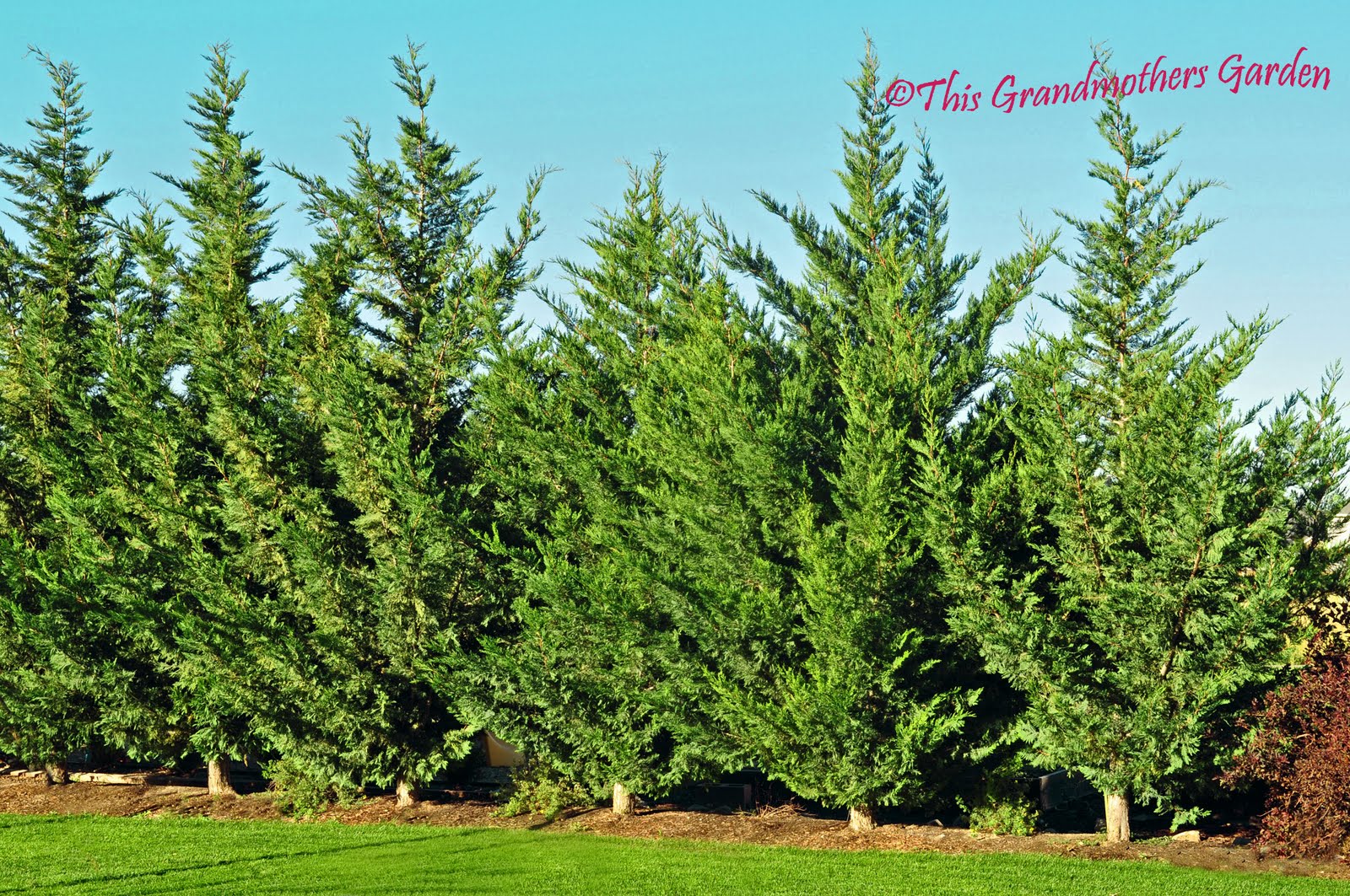 This Grandmother's Garden Sunbeams Kissing The Air