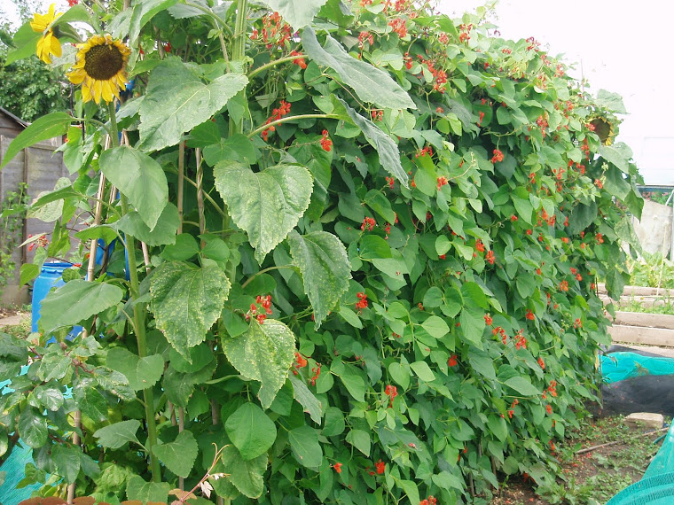 Runnerbeans 09
