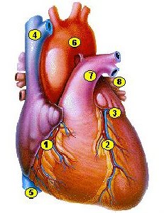 Organ Jantung