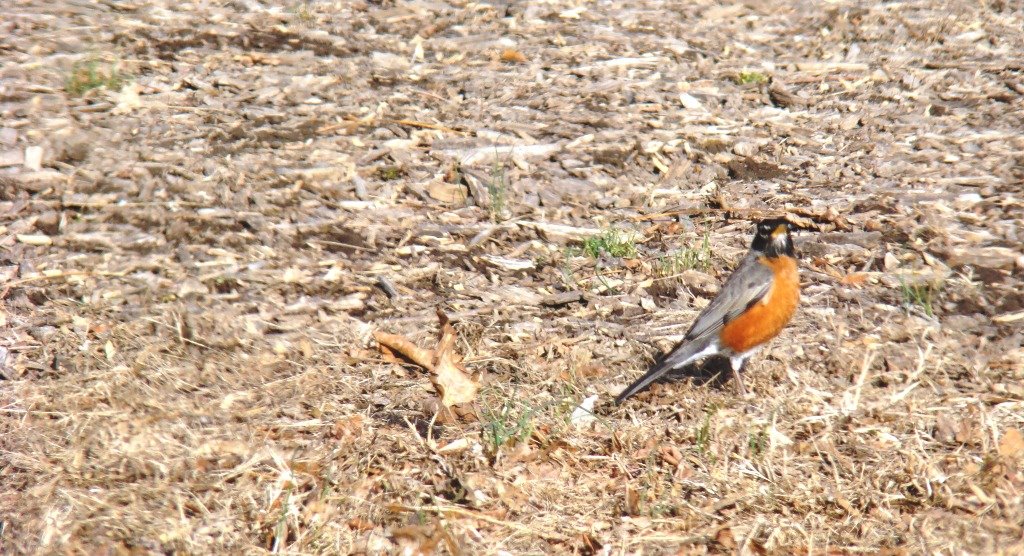 [March+robin.jpg]
