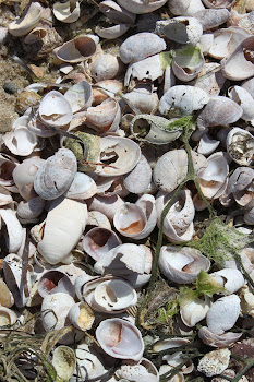 Shells, Shells, Shells