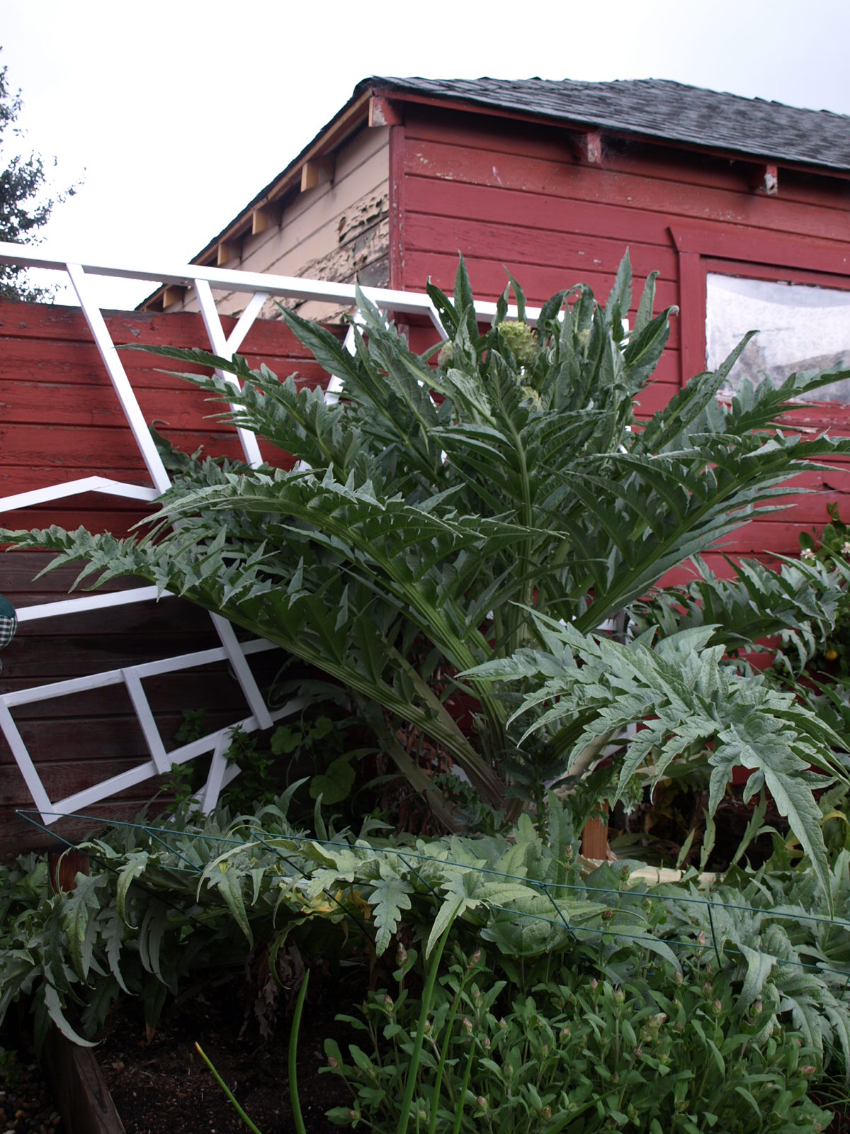 Artichoke Plant Picture