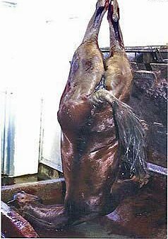 Horse Hanging