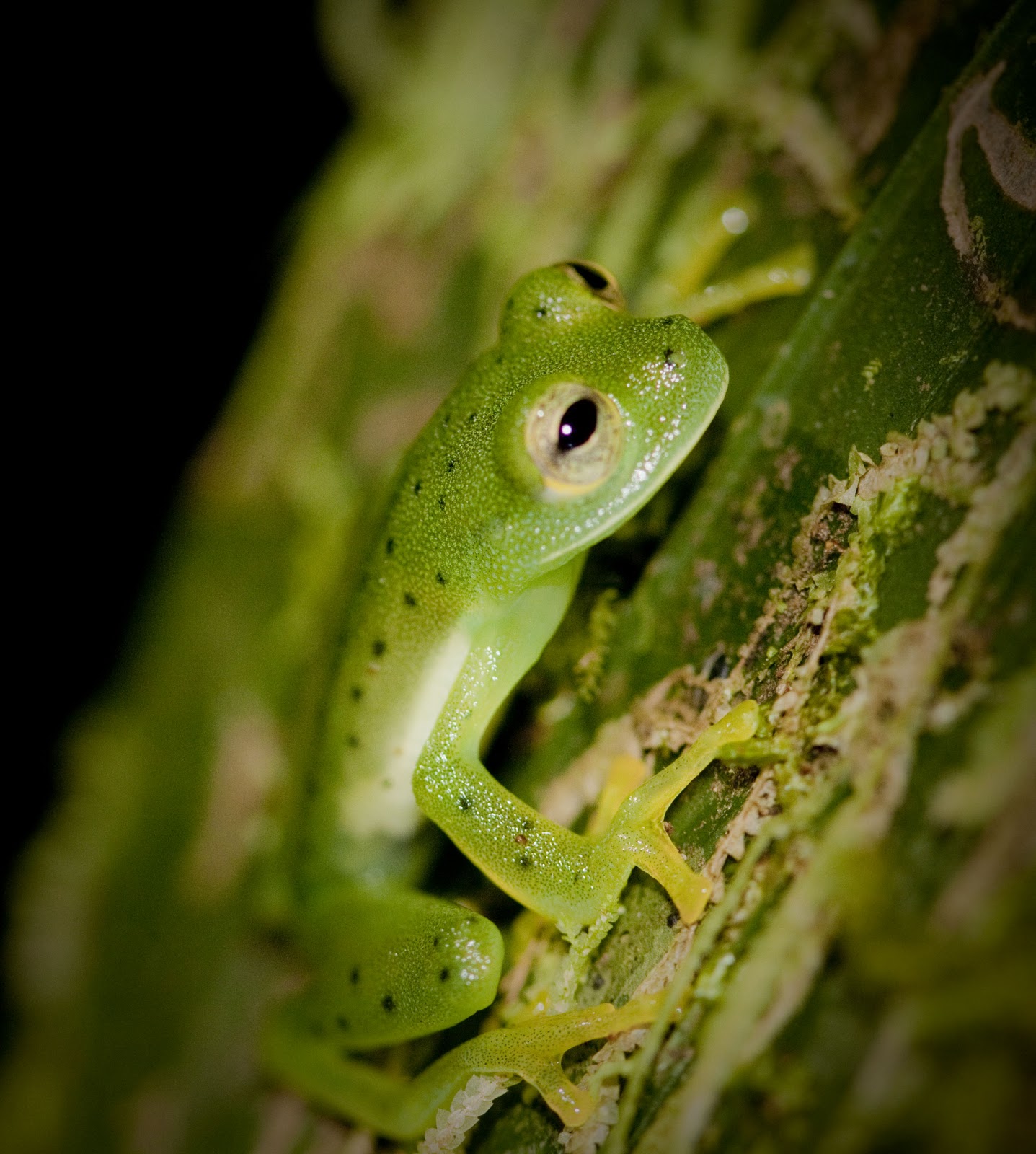 List 104+ Pictures Images Of Glass Frogs Superb 10/2023
