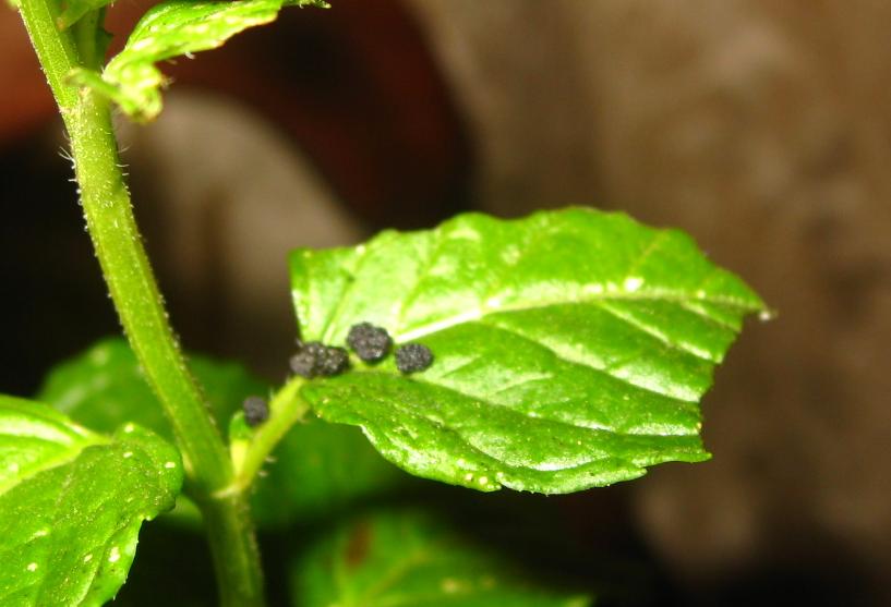 Once upon a Snork.. Pooping Predators, and The Case of the Sad Mint Plant.