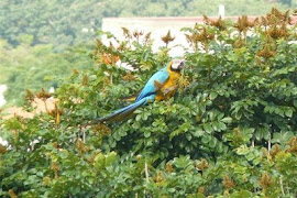 Guacamaya de San Pedro