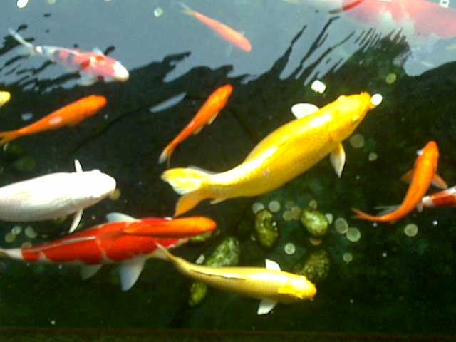 OUT egdin19m1zn: pengen lihat..? Ikan dalam Kolam di Taman