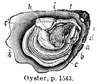 Speaking of oysters and