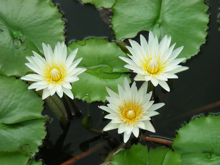 3 Lotus