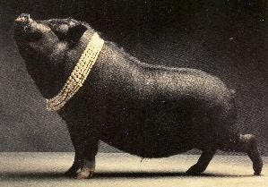 your pearls before swine,
