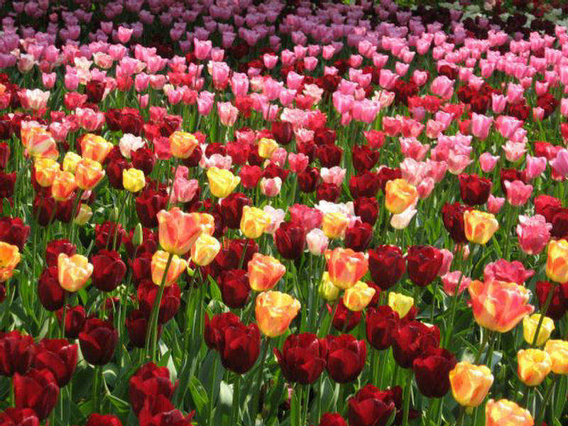 field of tulips field of tulips