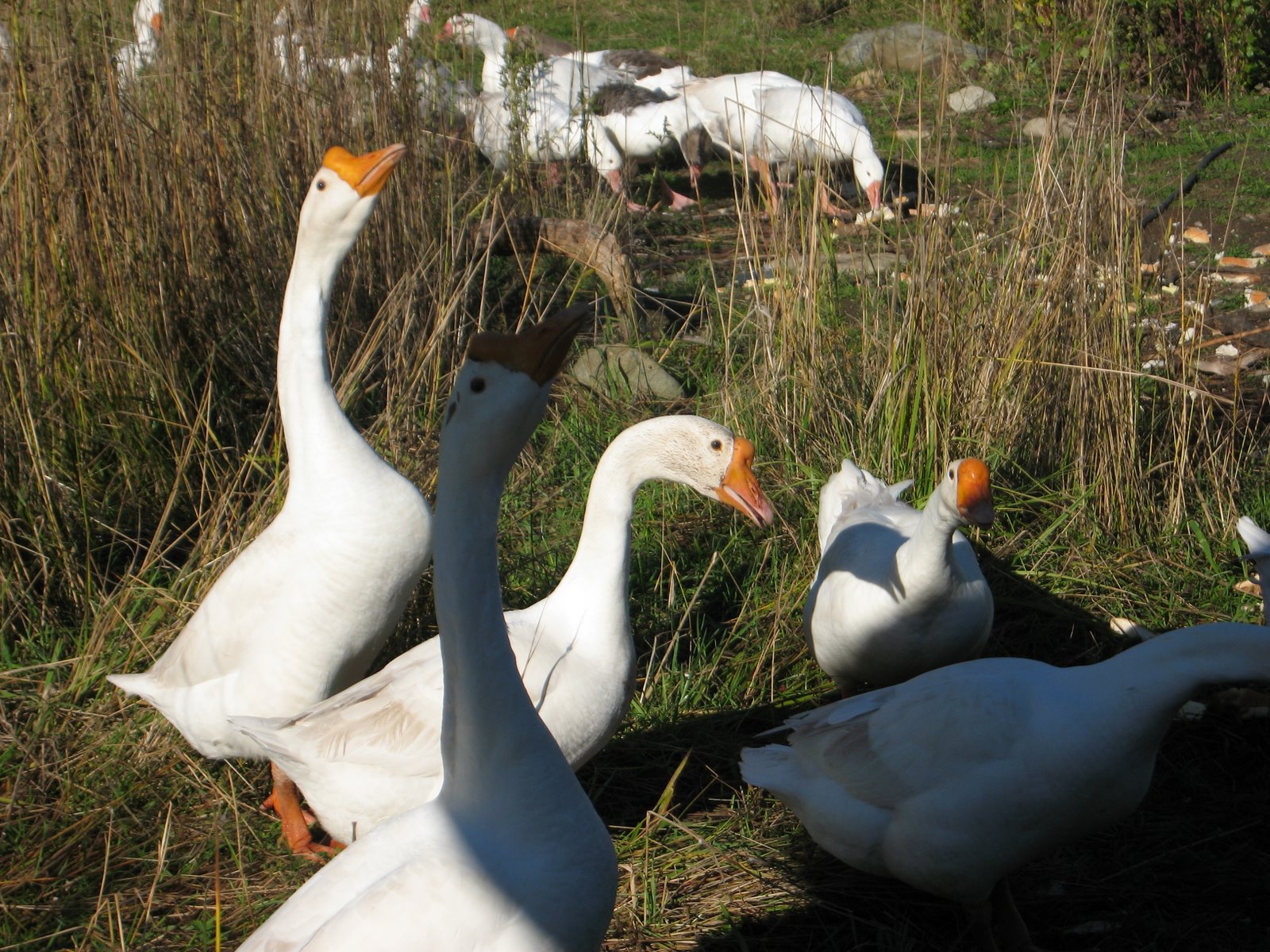 Farm Zoo Growing! Learners! Creatures! Duck Duck Goose
