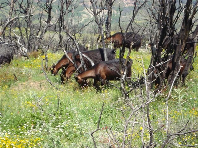 [ΚΑΜΕΝΑ+ΑΧΑΙΑΣ+2.jpg]