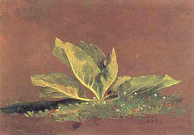[cropsey-skunk-cabbage.jpg]