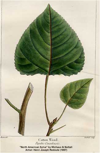 [poplar-engraving.jpg]