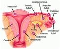 lugares de implantación de los blastocistos