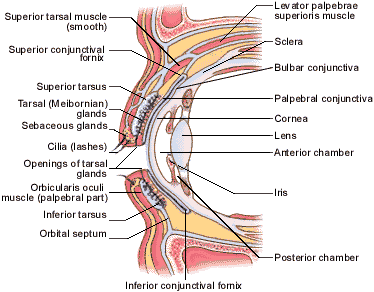 Orbital+septum+anatomy