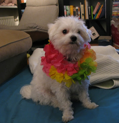 Emily Maltese Puppy