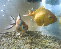Mis peces