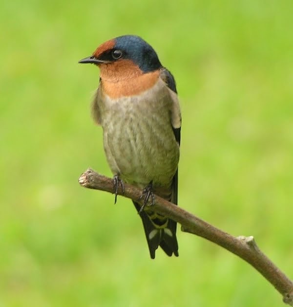 PurpleMangrove 家燕House Swallow