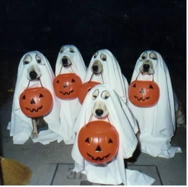 [halloween_doggies.jpg]