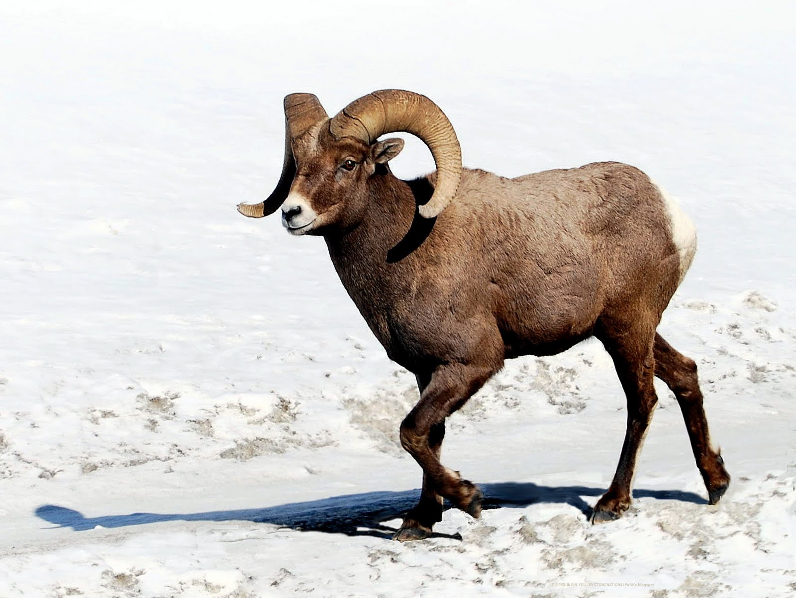 http://1.bp.blogspot.com/_RsCdaHlwY9g/S7a98I2o1YI/AAAAAAAAI_c/r_UIfB60HSM/s1600/Slide_Sheep.jpg