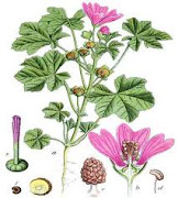 Malva - rosa (malva sylvestris L.)