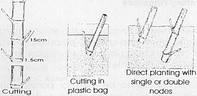 Bamboo Propagation