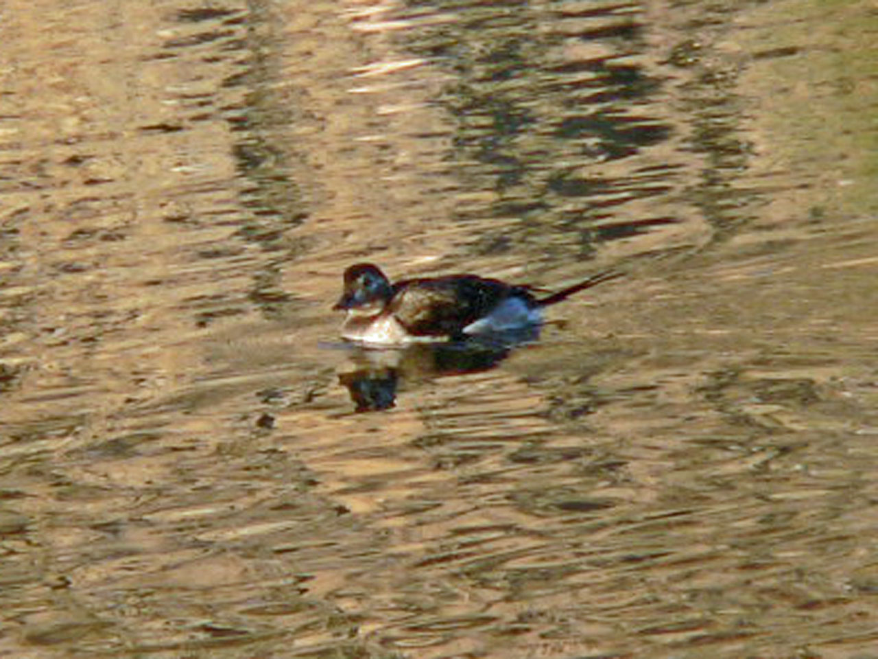 [Long-tailedDuck-a1-CC.COP11.jpg]