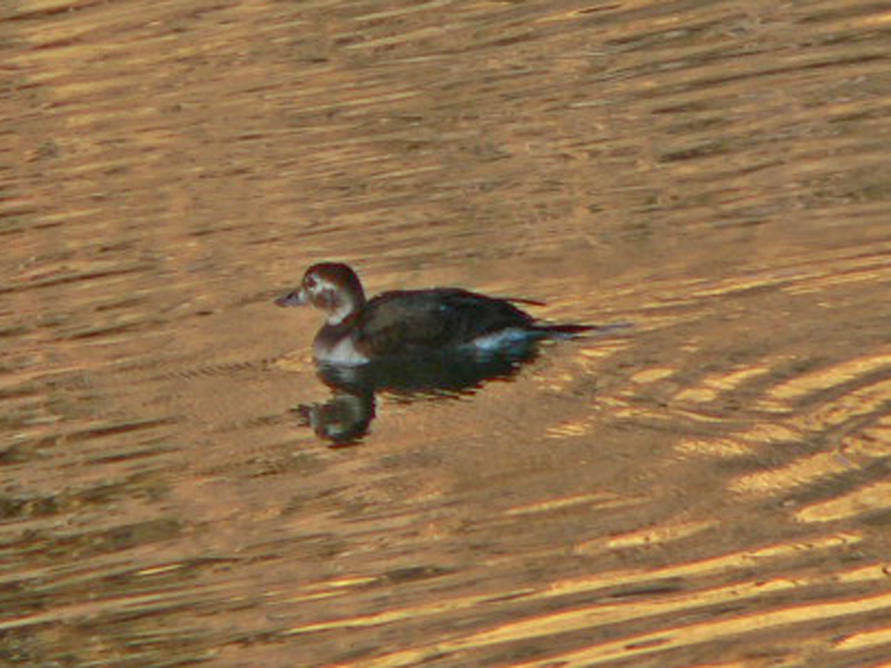[Long-tailedDuck-a2-CC,COP11.jpg]