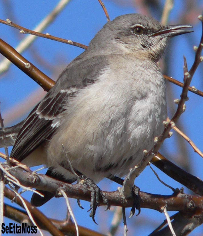 [NMockingbird-imm-a3-PuebloRes.JPG]
