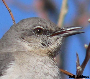 [NMockingbird-imm-a3en-PuebloRes.JPG]