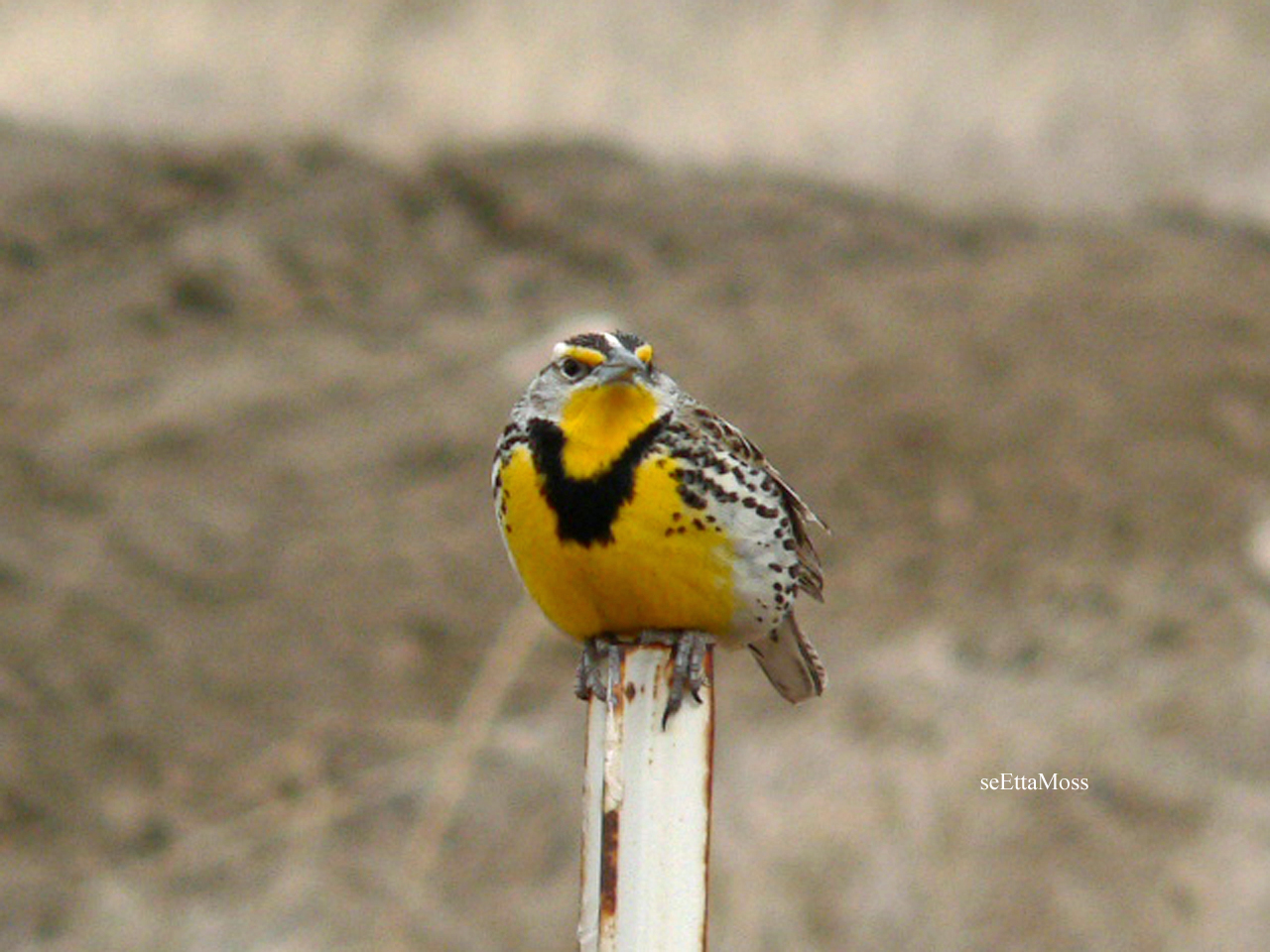 [WMeadowlark-a2-WebEd-Fremon.jpg]