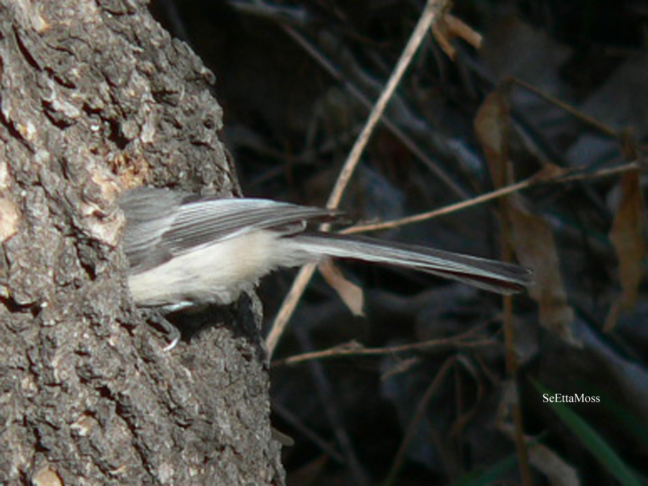 [BCChickadee-ExcavatingNest-a3-CCRiverwalk.jpg]
