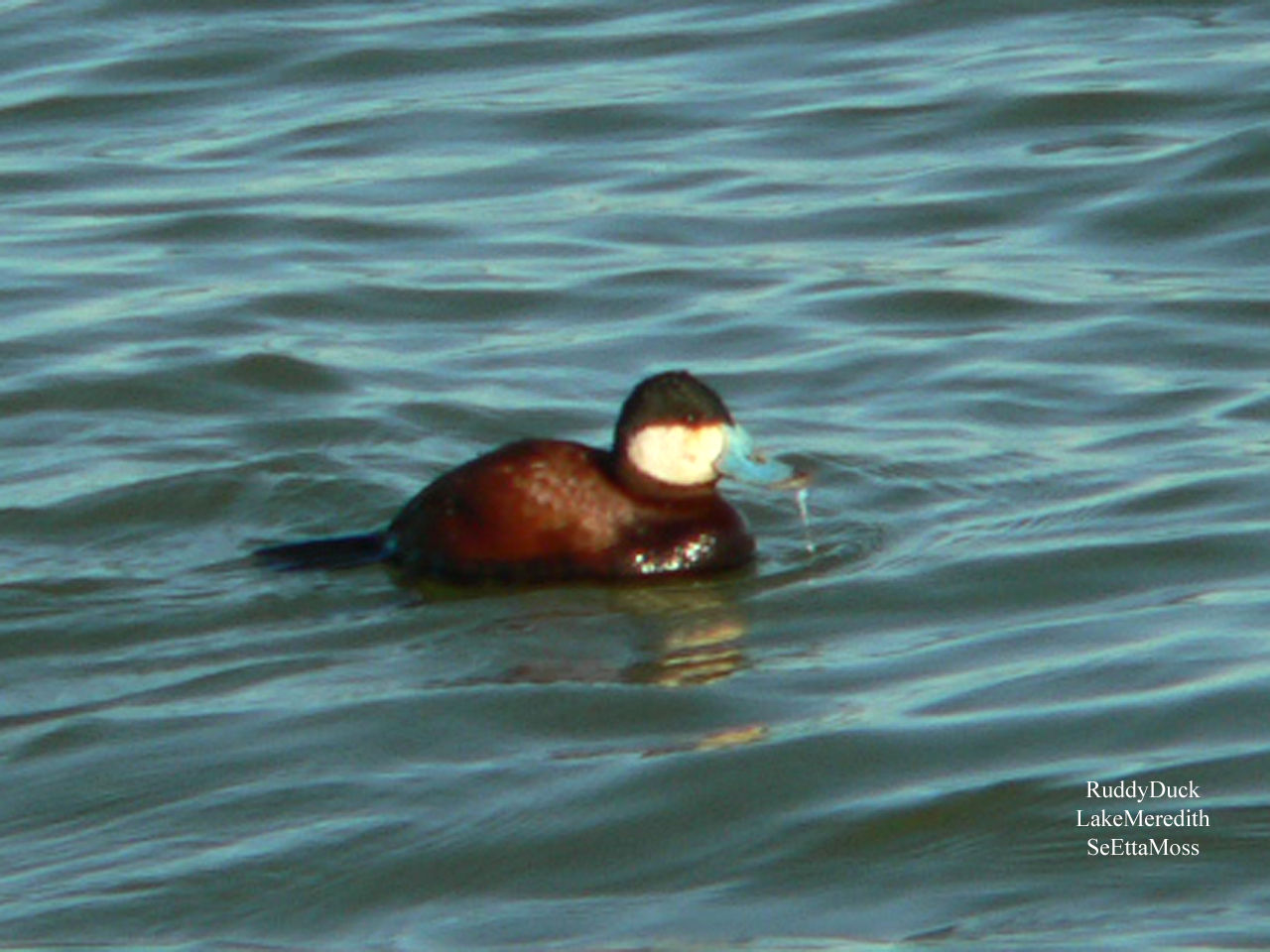 [RuddyDuck-m-a1-LakeMeredith.jpg]