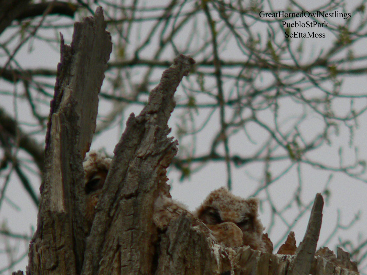 [GreatHornedOwlNestlings-a1-.jpg]