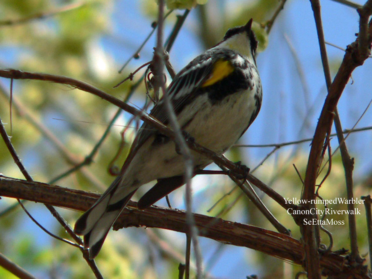 [Yellow-rumpedWarbler-a2-Can.jpg]